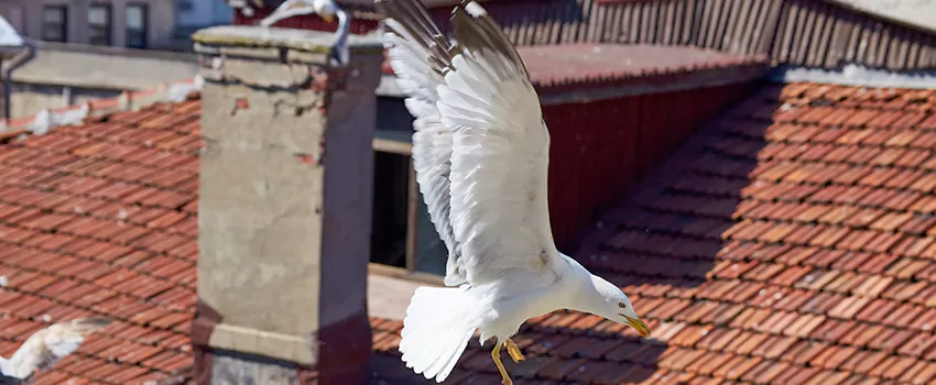 Residential Chimney Animal Removal Solution in Lakeville, MN
